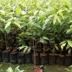 BIBIT KAYU
