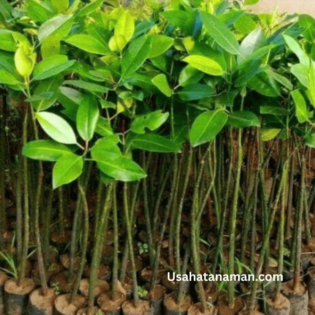 Usahatanaman.com mangrove