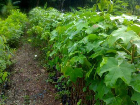 CREATOR: gd-jpeg v1.0 (using IJG JPEG v62), default quality