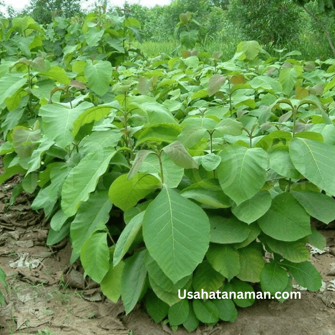 Usahatanaman.com jati
