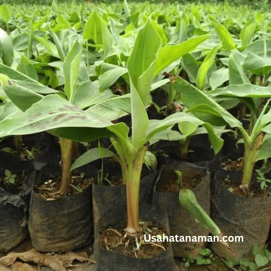 Usahatanaman.com pisang