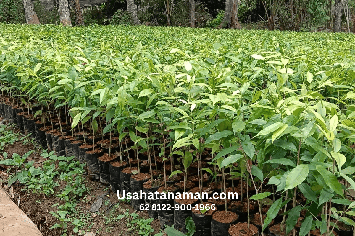 usahatanaman gaharu